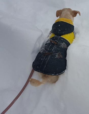 Eight Tips for Caring for your pet this witner